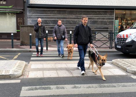 traversée passage piétons avec chien guide